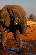 garybotswana_0077
