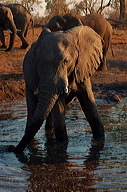 garybotswana_0081