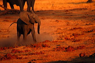 garybotswana_0082