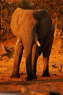 garybotswana_0083