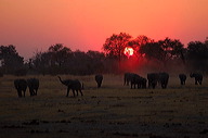 garybotswana_0084
