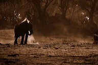 garybotswana_0092
