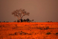garybotswana_0097