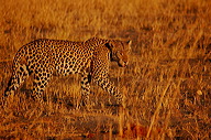 garybotswana_0100