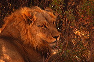 garybotswana_0102