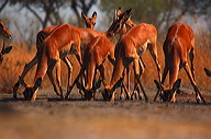 garybotswana_0104