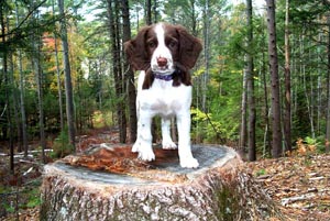 Bramble - English Springer Spaniel